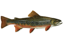 Brook Trout